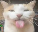 bleh