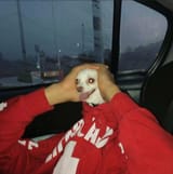 lil dog