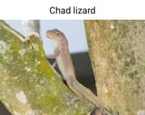 Chad lizard