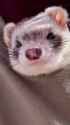 wiggle nose_thumb.jpg