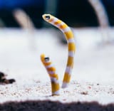 Garden-eels-scaled-1339461652