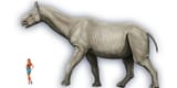 Paraceratherium_Indricothe[1]