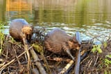 beavers_damsda3fd2