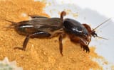 Gryllotalpa-Jean-Hort-CC-BY-NC-4.0