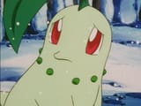 chikorita ishygddt