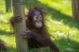 h-orangutan-jolene-crouching