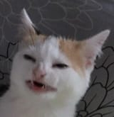 disgusted cat