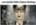 extremely small hideo kojima thinking