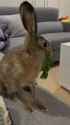 hare_thumb.jpg