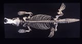 Platypus_skeleton.width-1600.c10bcd2