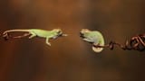 geckos
