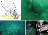 Suction-feeding-in-walruses-Odobenus-rosmarus-a-Schematic-drawing-of-a-walrus