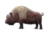 rhinos-of-the-late-pleistocene-recent-reinterpretation-of-v0-gp0j4edoy2q81[1]