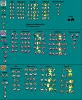machamp