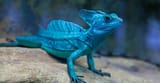 Basilisk-Lizard-in-terrarium[1]