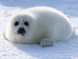 harp-seal-pup[1]