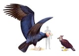 Argentavis1[1]