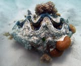 Giant_clam_(Tridacna_gigas)_Michaelmas_Cay