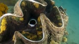 giant-clam