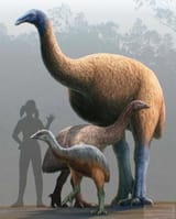 moa