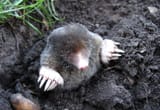 mole-13299-1600x1108
