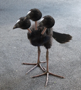 dodrio