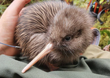 kiwi