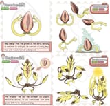 sEEDZ