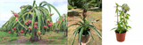 exotic fruit plants