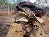 FrilledLizard