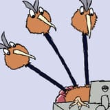dodrio wtf