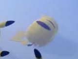 overdose pikachu