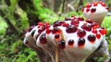 bleeding-tooth-fungus-via-aspasia-s.-bissas