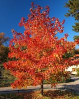0003299_summer-red-maple