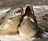 laughing_crocs