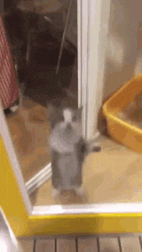 happy-cat-yippee-cat