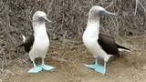 boobies