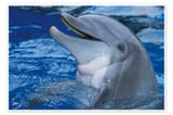 laughing dolphin