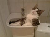 catsink