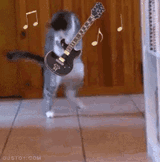 cat-kitty