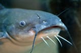 white catfish face