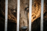 european-eurasian-brown-russian-bear-600nw-2456108249