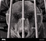 grayscale-closeup-shot-of-an-angry-bear-behind-a-cage-2DA5P1W
