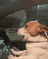 dog-yawning-in-car