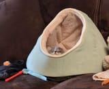 comfy kot