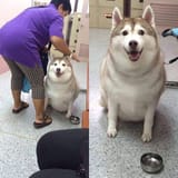 fat ass woofer