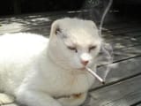 smoke