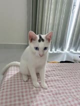 penis_cat