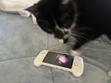 cat and anbernic