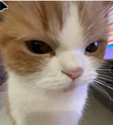 cate